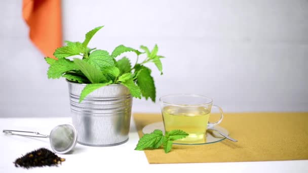 Tisane à base de plantes avec melissa dans une tasse en verre — Video