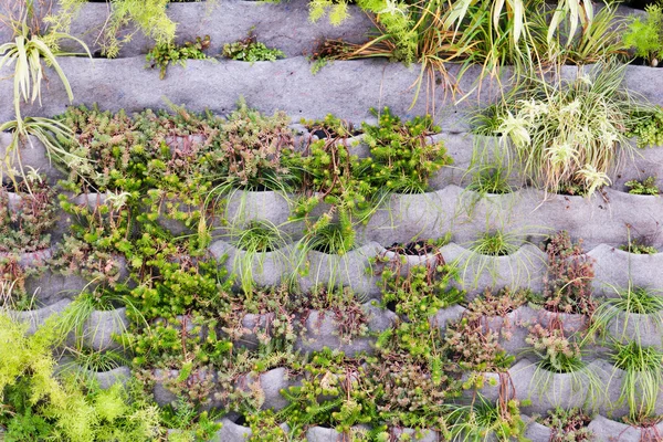 Beautiful vertical garden — Stockfoto