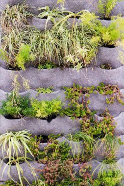 Beautiful vertical garden