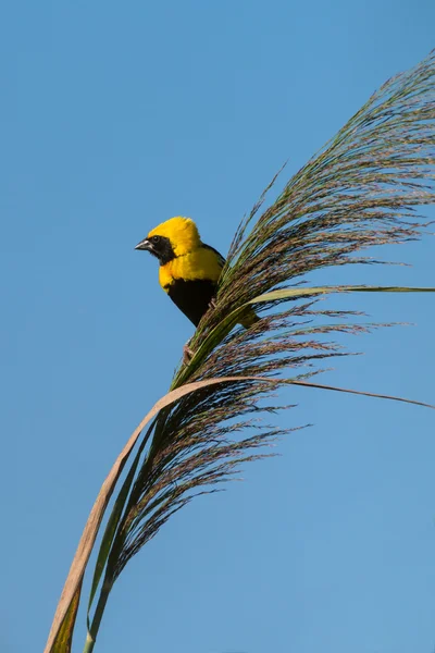 Золотий райської птахом Бішоп — стокове фото