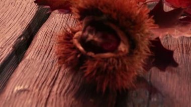 Kavrulmuş kestane ve yaprakları