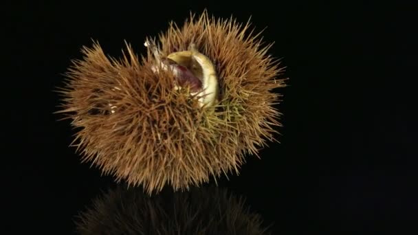 Chestnuts on a black reflective background — Stock Video