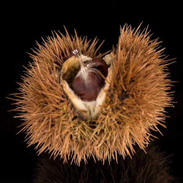 Chestnuts on a black reflective background — Stock Photo, Image