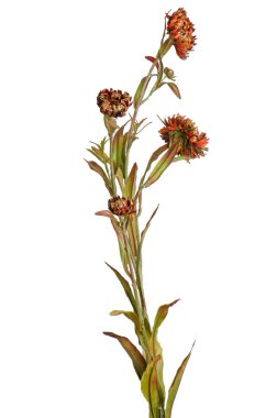 Kırmızı ve sarı Noel dekorasyon