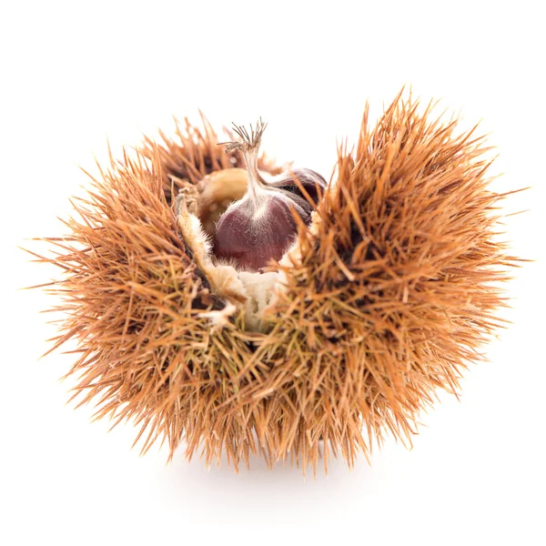 Chestnuts with shell — Stock Photo, Image