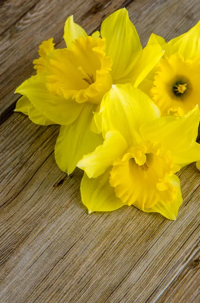 Nahaufnahme von jonquil Blumen — Stockfoto