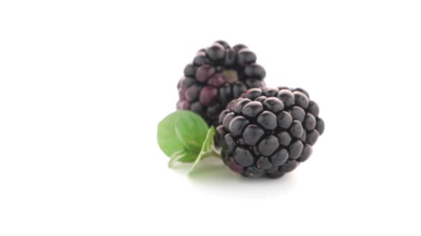 Fresh berry blackberry — Stock Video