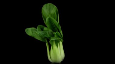 Pak choi siyah