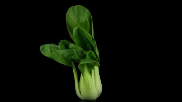 Pak choi em preto — Vídeo de Stock