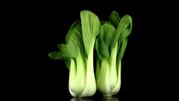Pak choi on black — Stock Footage Pak choi on black Stock Footage