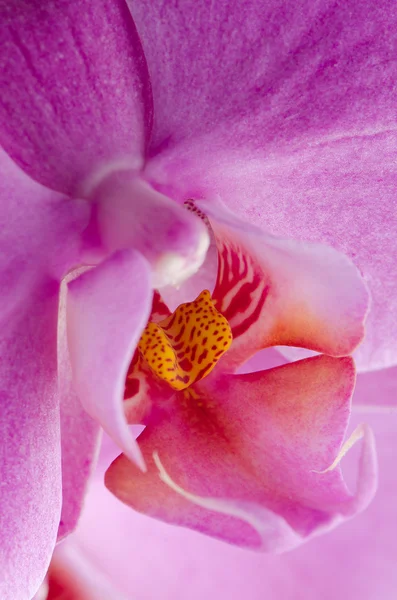 Primo piano di bella orchidea rosa — Foto Stock