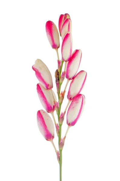 Closeup of lilies — Stock Photo, Image