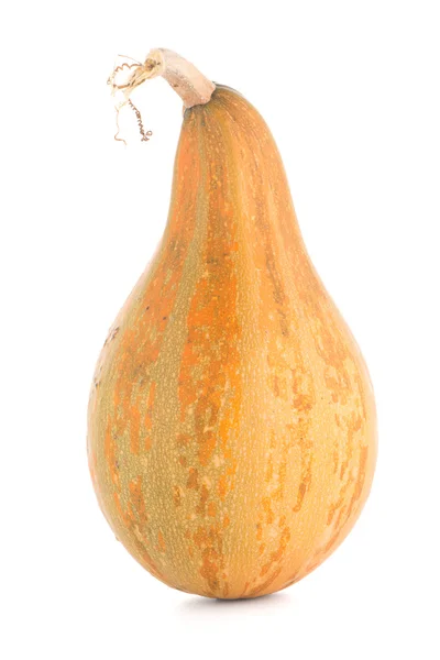 Closeup of pumpkin — Stock Photo, Image