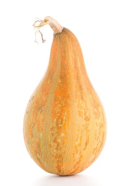 Closeup of pumpkin — Stock Photo, Image