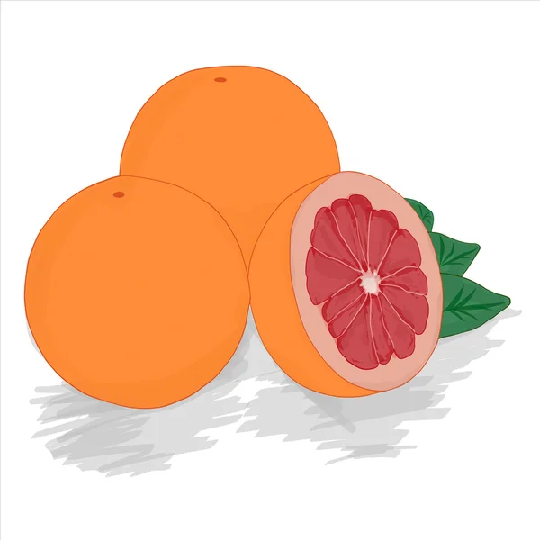 Ripe cut red grapefruit — Stock Vector