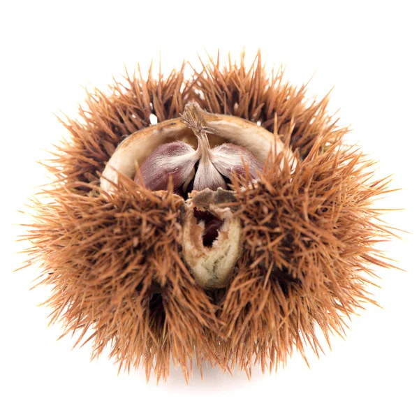 Chestnuts with shell — Stock Photo, Image