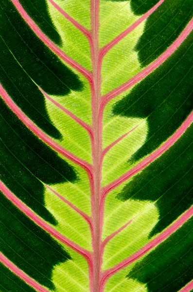 Green leaf with red veins — Stock Photo, Image