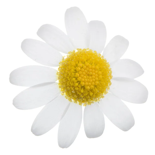 Gros plan de fleur de marguerite — Photo