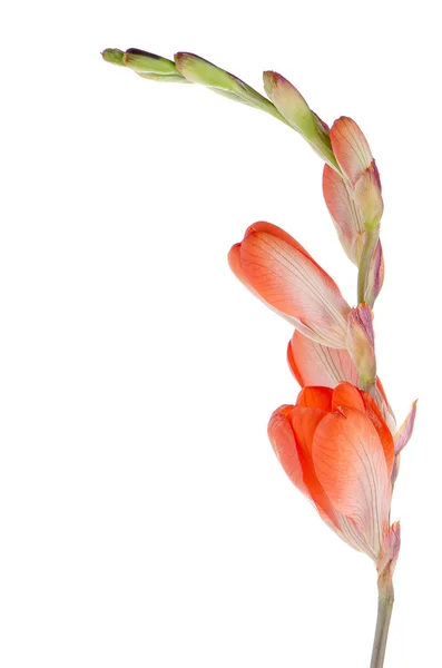 Closeup oranžová lilie — Stock fotografie