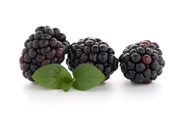 黑莓用叶子 — 图库照片