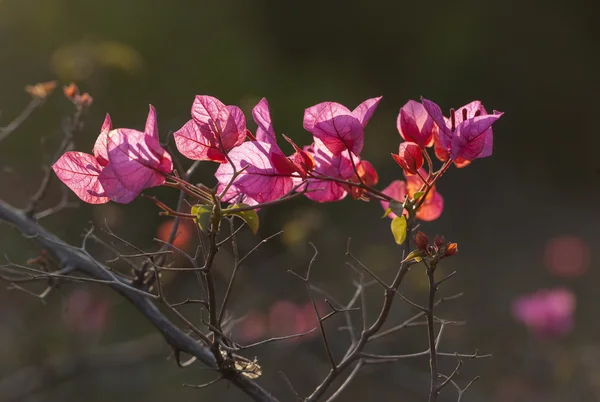 The beautiful  flowers — Stock Photo, Image