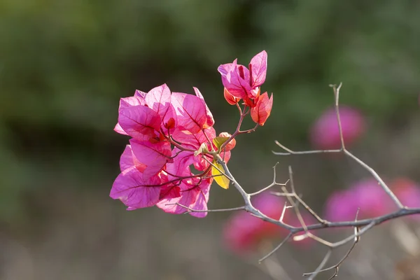 Красивые цветы — стоковое фото