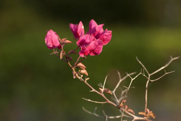 I bellissimi fiori — Foto Stock