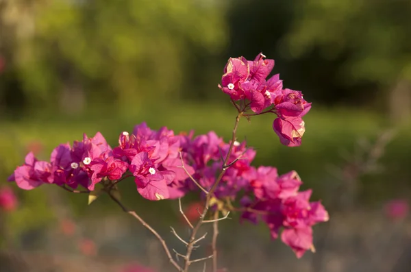 Las hermosas flores —  Fotos de Stock