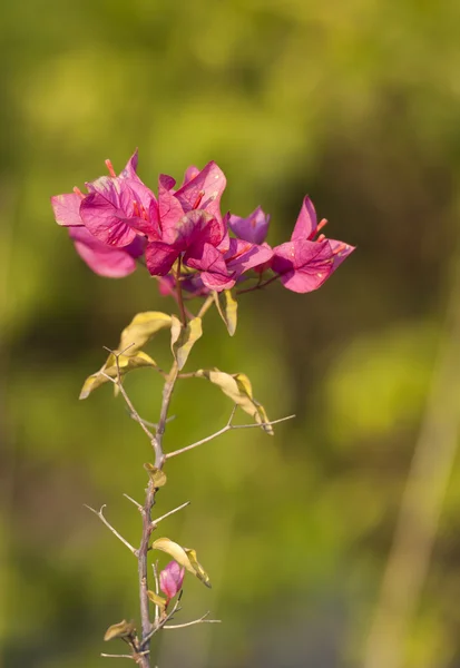 Las hermosas flores —  Fotos de Stock