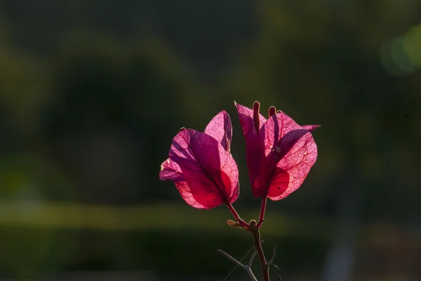 A gyönyörű virágok — Stock Fotó