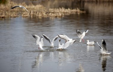 sevimli kırmızı gagalı martı