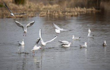 sevimli kırmızı gagalı martı