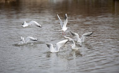 sevimli kırmızı gagalı martı