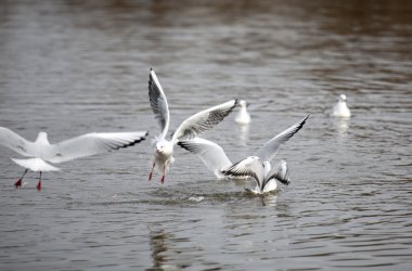 sevimli kırmızı gagalı martı