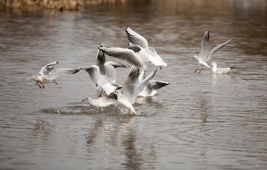 sevimli kırmızı gagalı martı