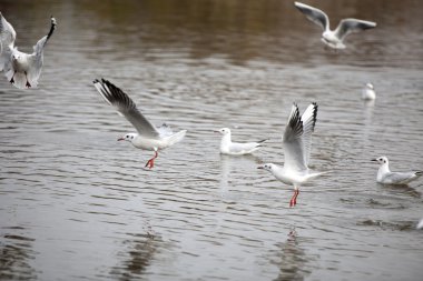 sevimli kırmızı gagalı martı