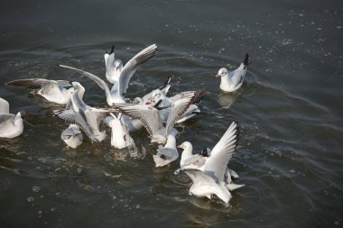 sevimli kırmızı gagalı martı