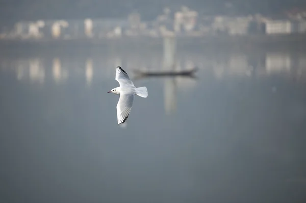 A Gaivota Cabeça Negra — Fotografia de Stock