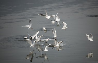 sevimli kırmızı gagalı martı