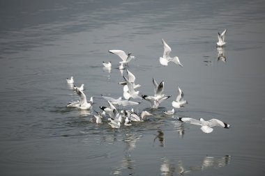 sevimli kırmızı gagalı martı