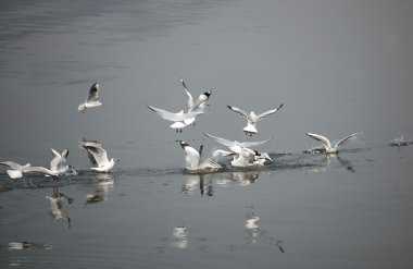 sevimli kırmızı gagalı martı