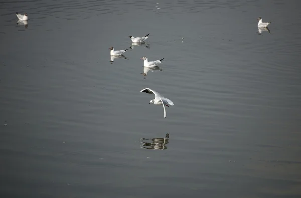 De schattige rode-billed gull — Stockfoto