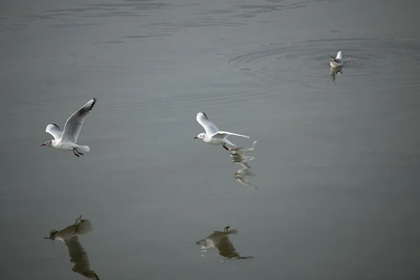 De schattige rode-billed gull — Stockfoto