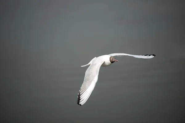 La Mouette à tête noire — Photo