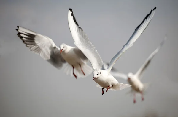 As lindas gaivotas de bico vermelho — Fotografia de Stock