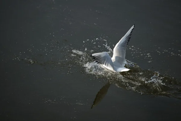 La gaviota de cabeza negra — Foto de Stock