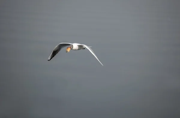 La Mouette à tête noire — Photo