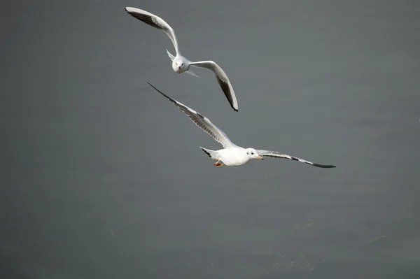 Las lindas gaviotas de pico rojo — Foto de Stock