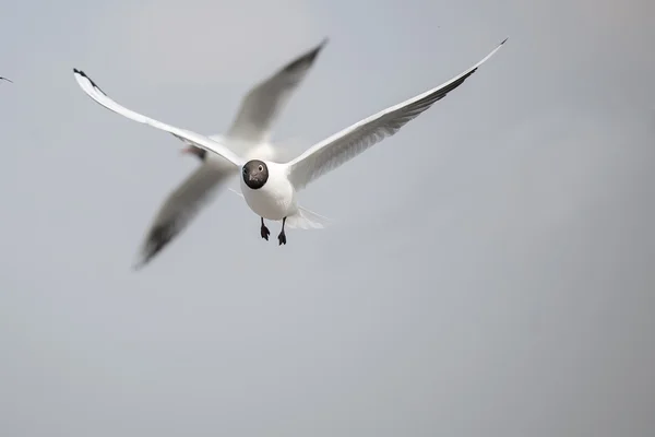 As lindas gaivotas de bico vermelho — Fotografia de Stock