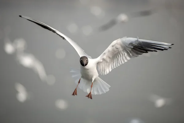 De Kokmeeuw — Stockfoto